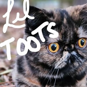 CashApp: $Mom2Meow **PLEASE HELP**